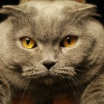 кот Оливер (Копировать)