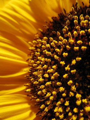 Sunflower core (Копировать)