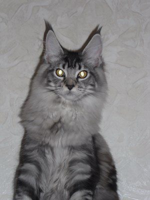 SAM_0368 (Копировать)