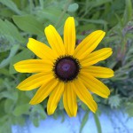 10082009598 (Копировать)